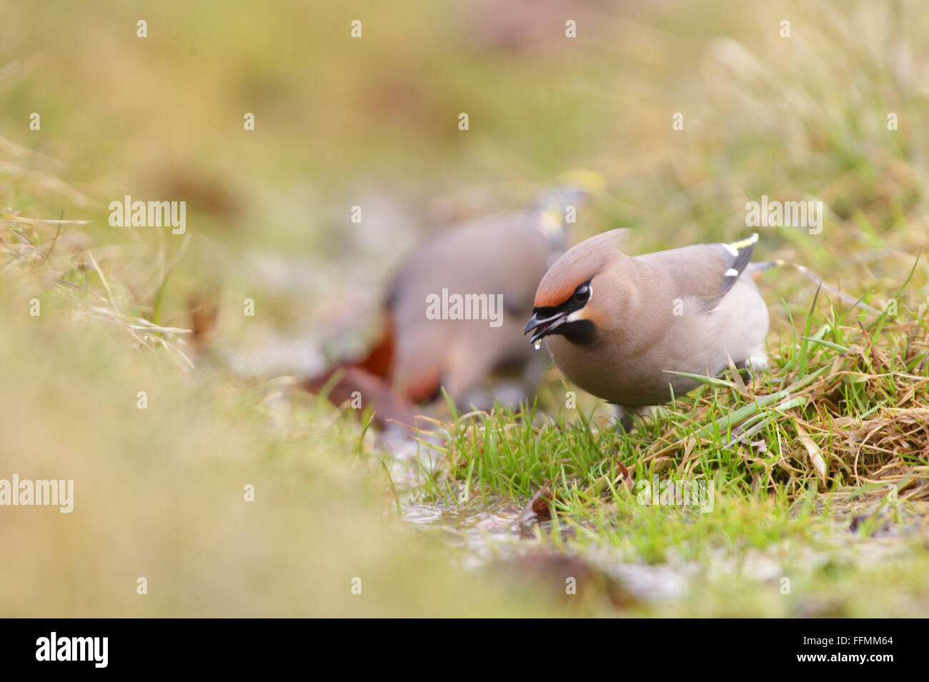 Bere Waxwings (Bombycilla garrulus) Foto Stock