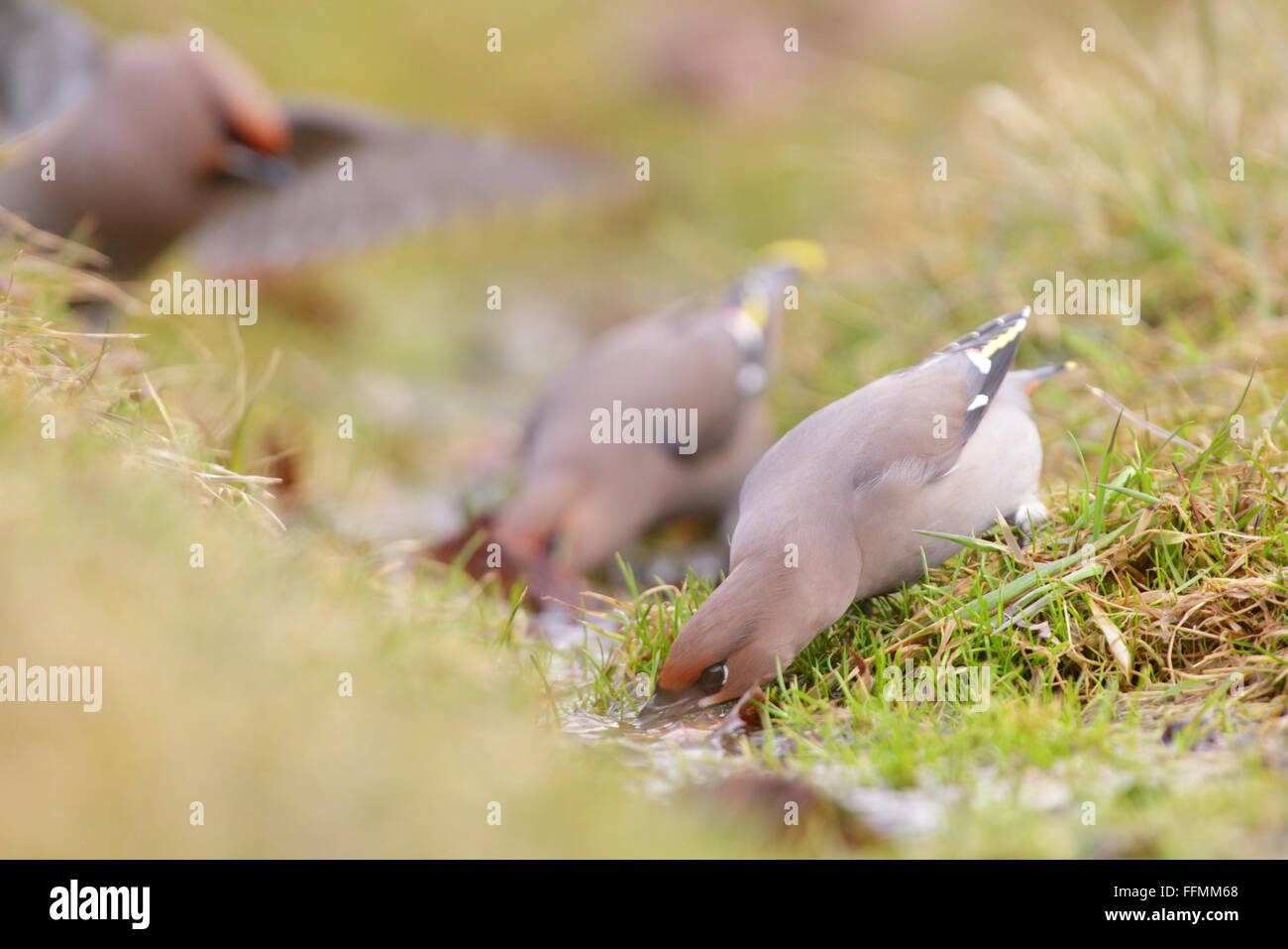 Bere Waxwings (Bombycilla garrulus) Foto Stock