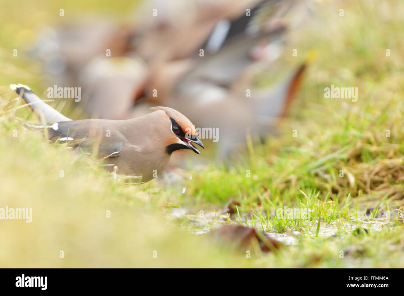Bere Waxwings (Bombycilla garrulus) Foto Stock