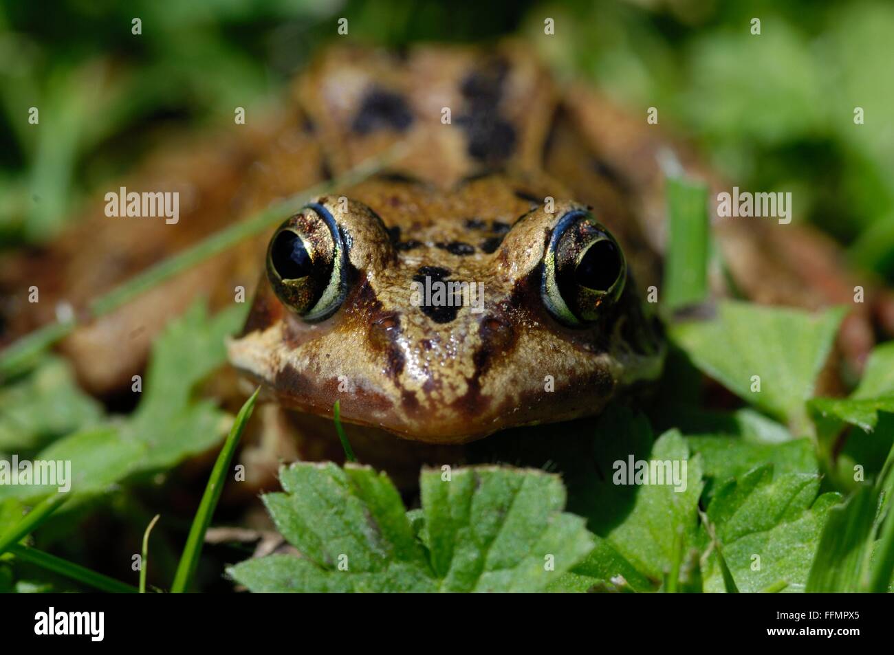 Rana comune (Rana temporaria) in erba a molla - close-up Foto Stock