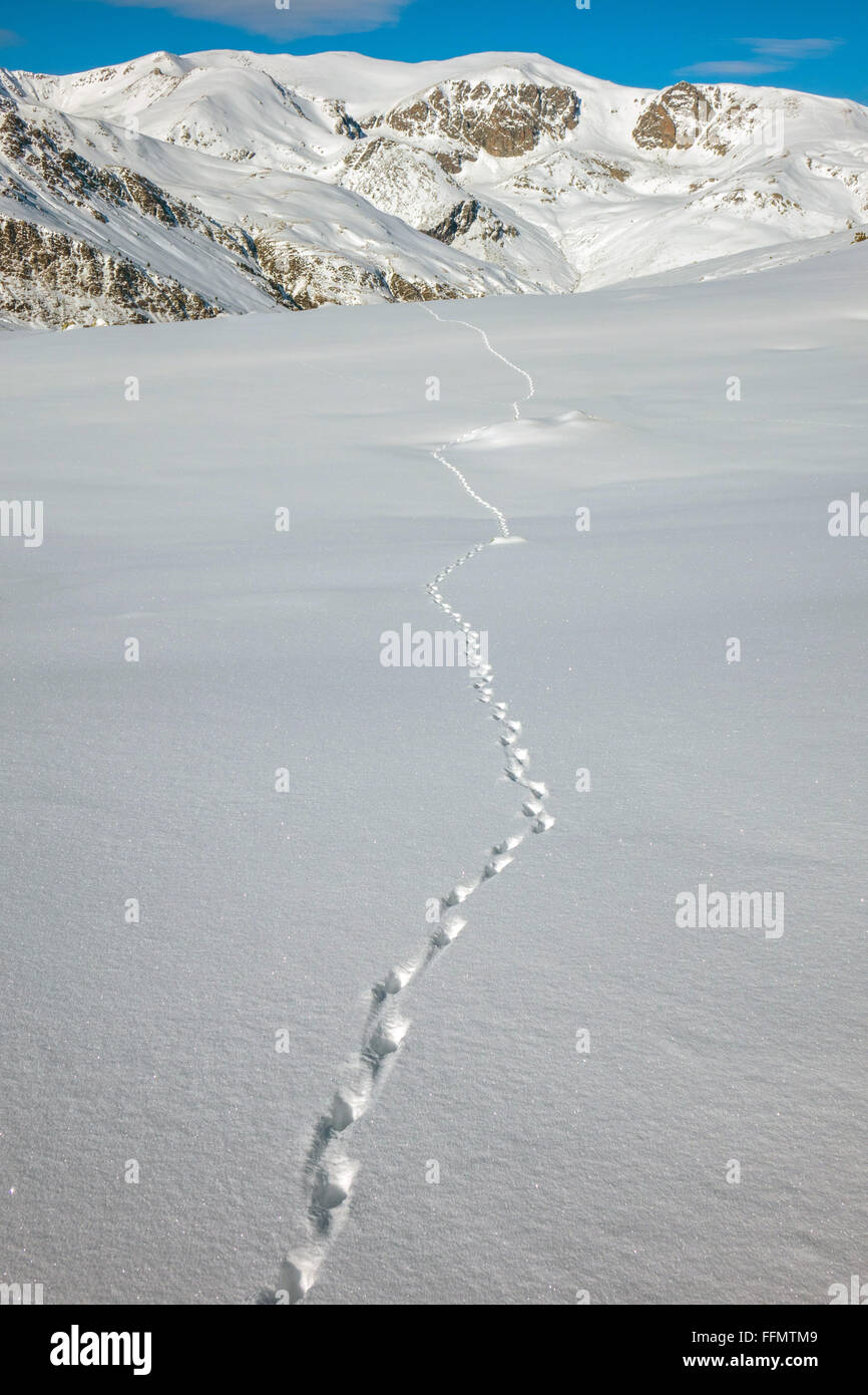 Animale solitario tracce nella neve, Pirenei, lepre Foto Stock