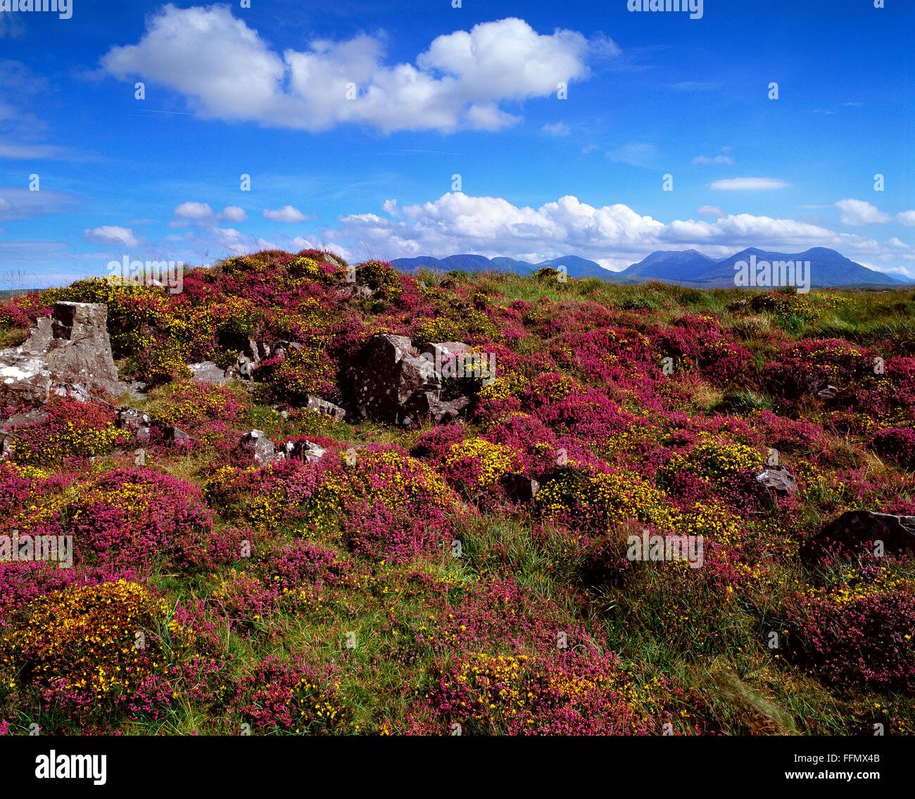 Banca di erica e fiori selvatici Roundstone Bog Connemara dodici perni Galway Irlanda Foto Stock
