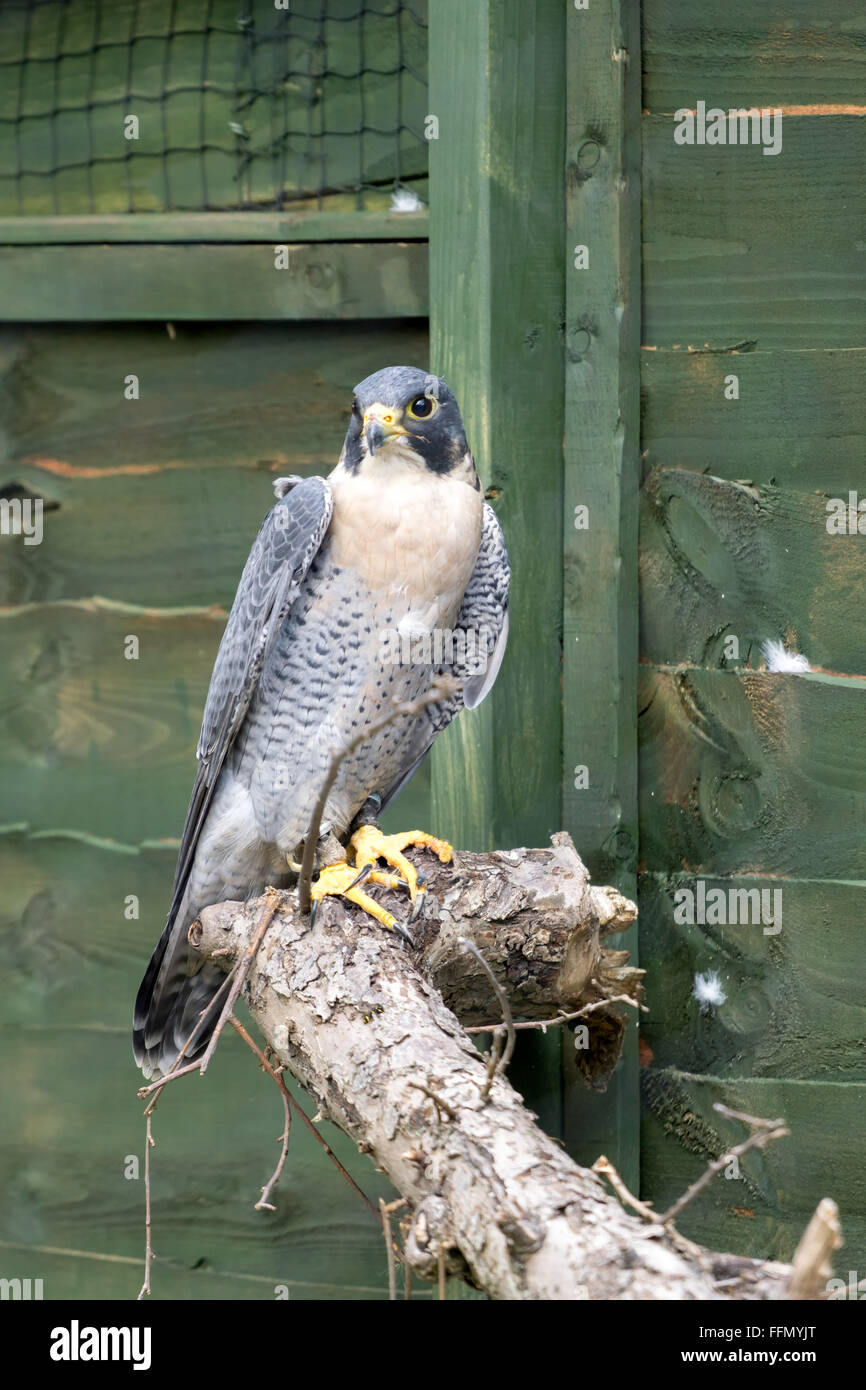 Peregrin Falcon e ( Falco perigrinus) Foto Stock