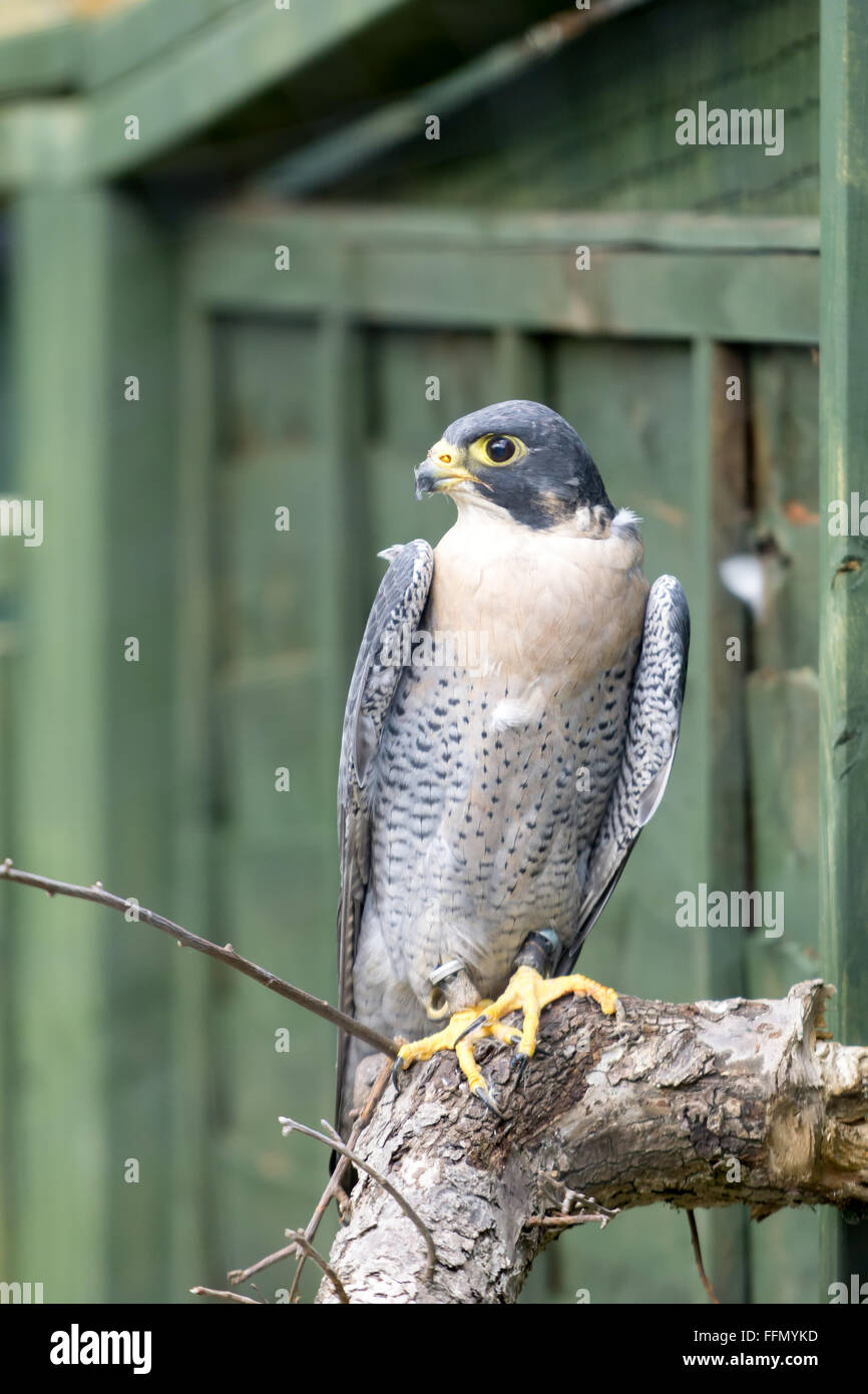Peregrin Falcon e ( Falco perigrinus) Foto Stock