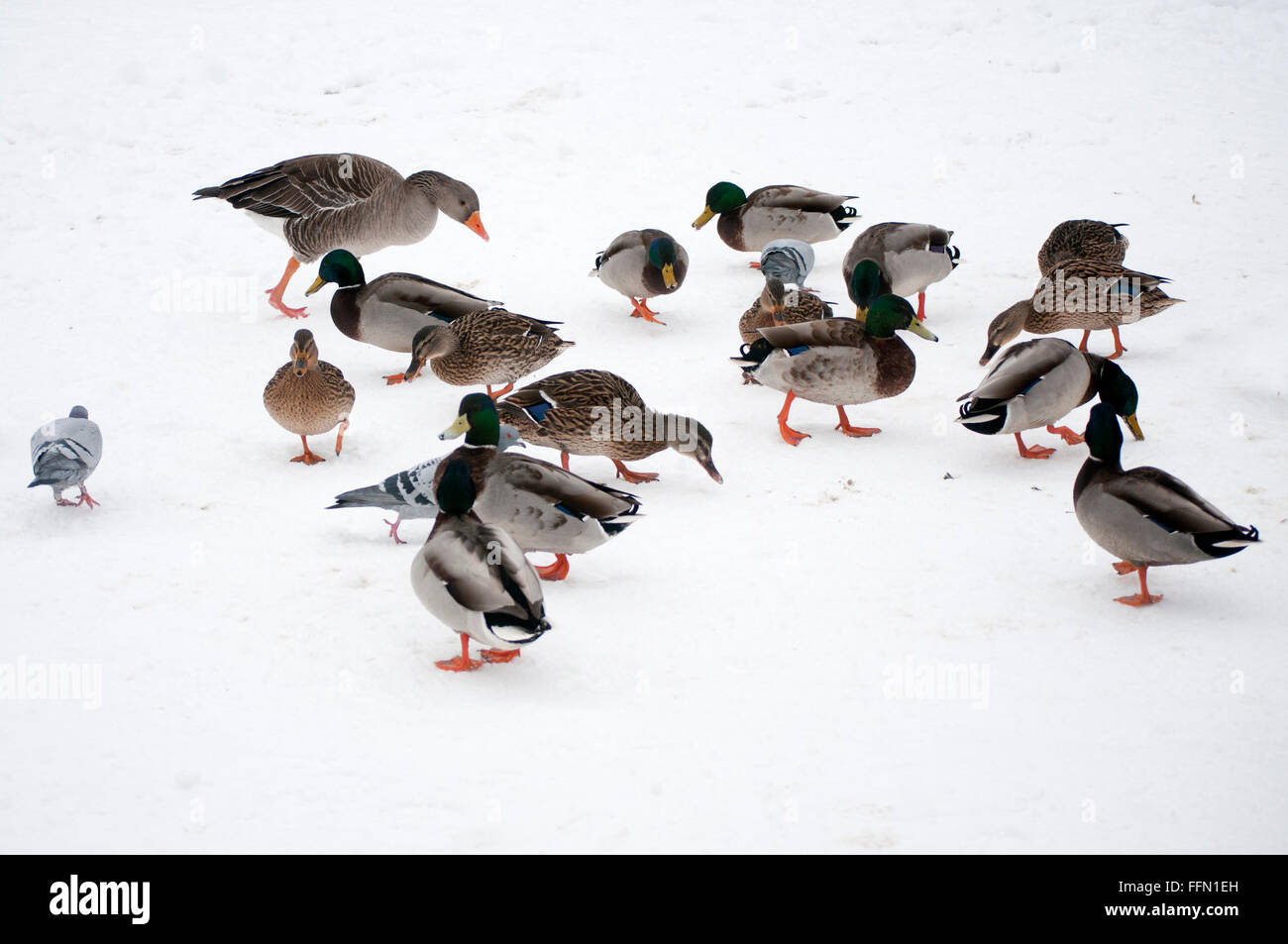 Uccelli selvatici alimentazione nella neve a Coombe Abbey Park inverno Foto Stock