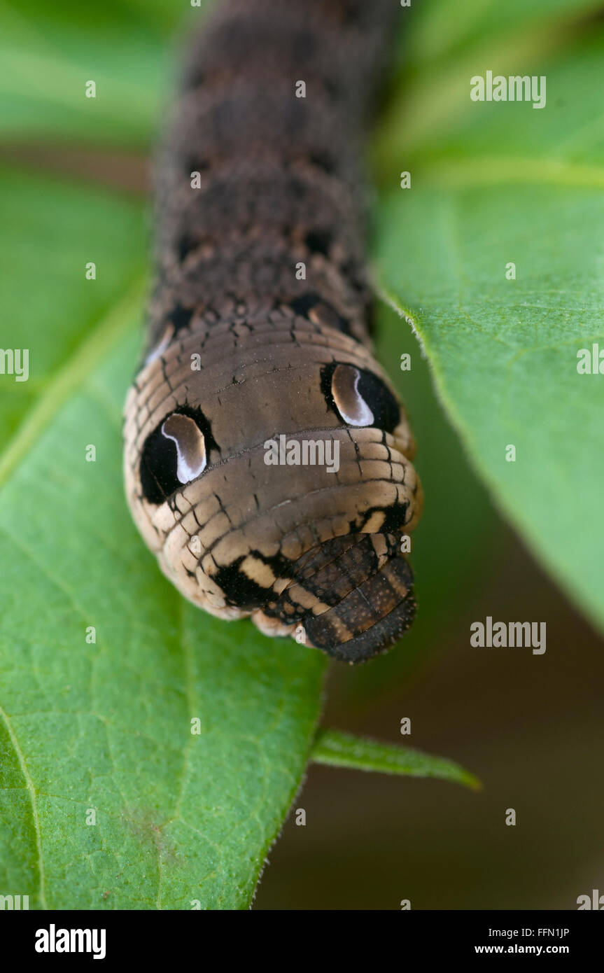DEILEPHILA ELPENOR ELEPHANT-HAWKMOTH Foto Stock