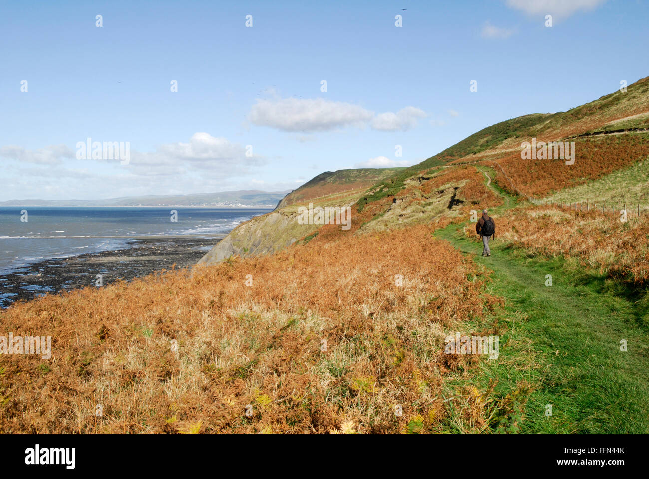 Walker sul Ceredigion sentiero costiero tra Aberystwyth e Borth. Guardando a Nord. Foto Stock