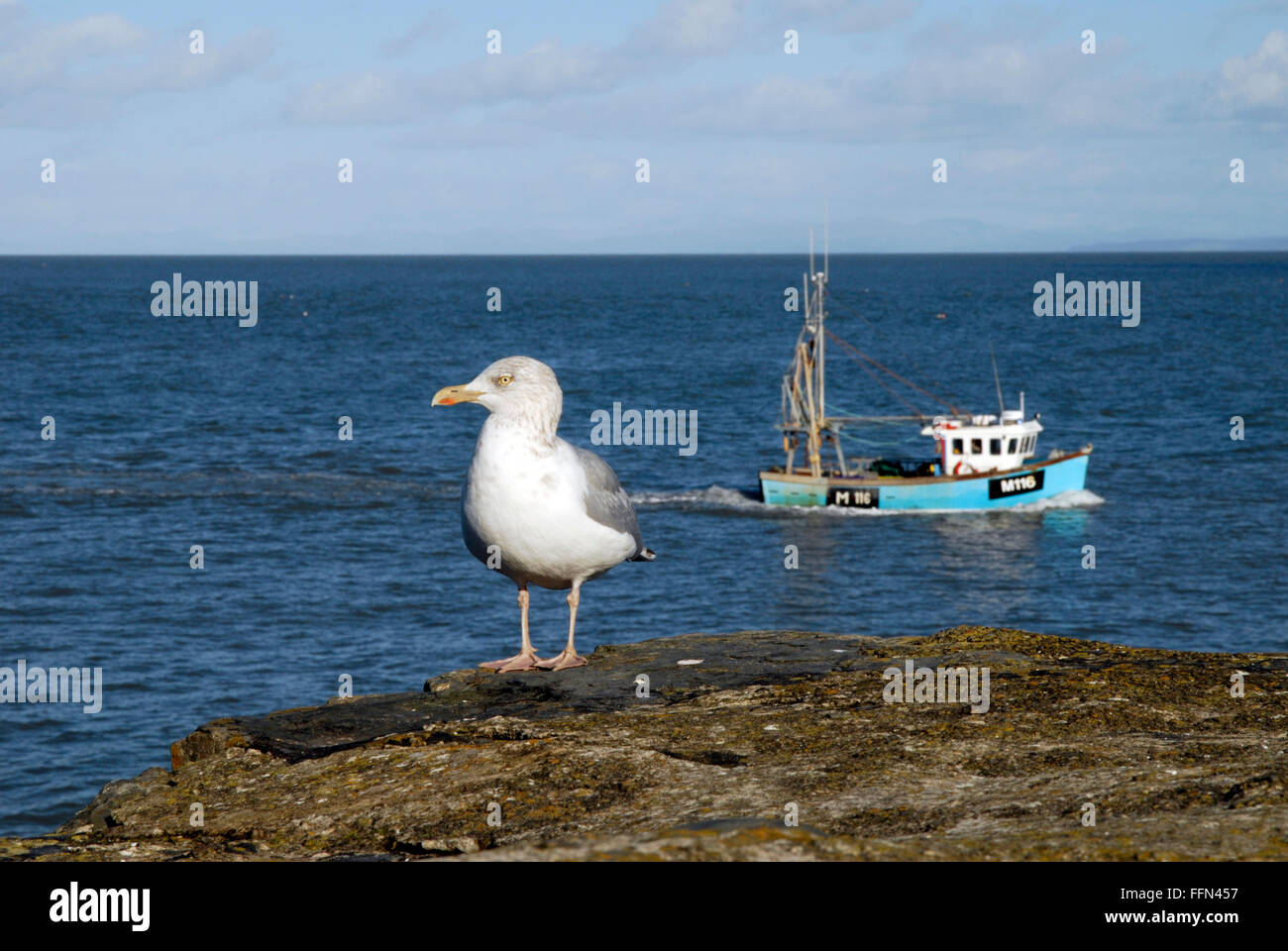 Giovani aringhe gabbiano a Newquay West Wales. Piccola barca da pesca in background. Foto Stock