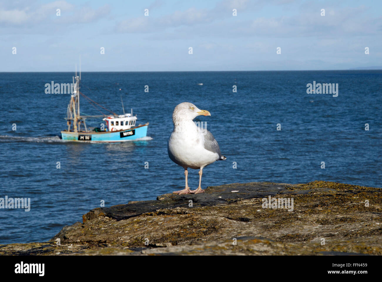 Giovani aringhe gabbiano a Newquay, West Wales, con una piccola barca da pesca in background. Foto Stock