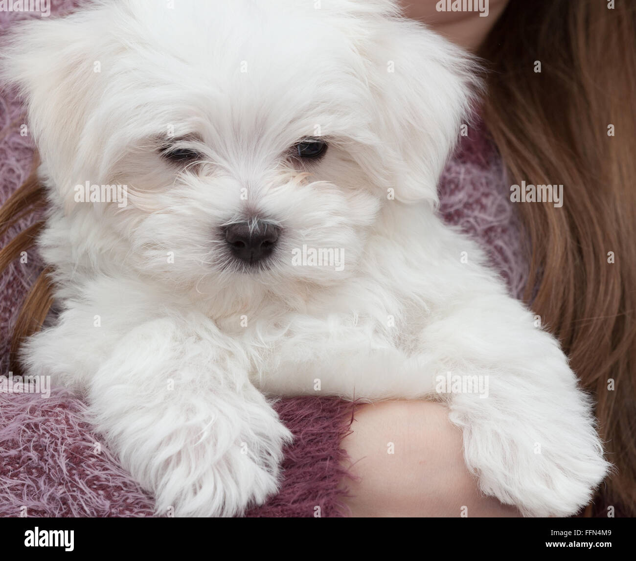 Molto carino il maltese cucciolo di dieci settimane vecchio, dal campione i genitori Foto Stock