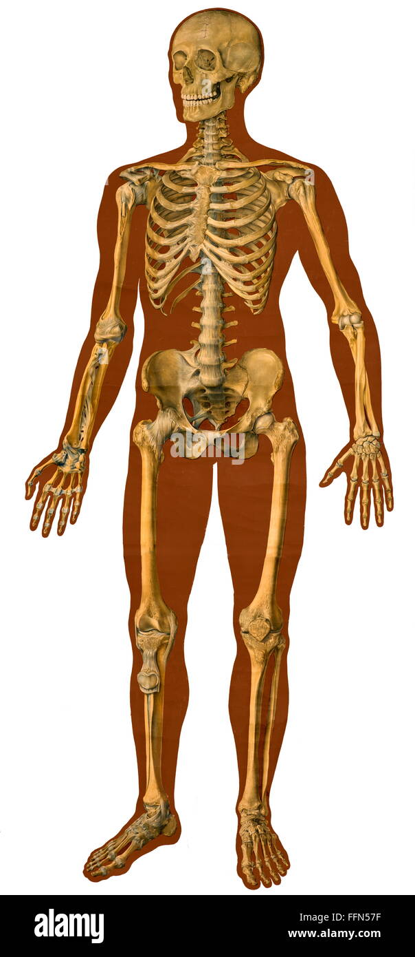 Medicina, scheletro, umano, corpo, illustrazione anatomica, lavagna, litografia, Germania, circa 1929, diritti aggiuntivi-clearences-non disponibile Foto Stock