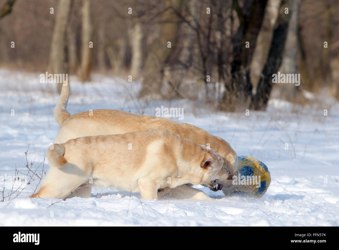 Due gatti giallo nella neve in inverno con una sfera Foto Stock