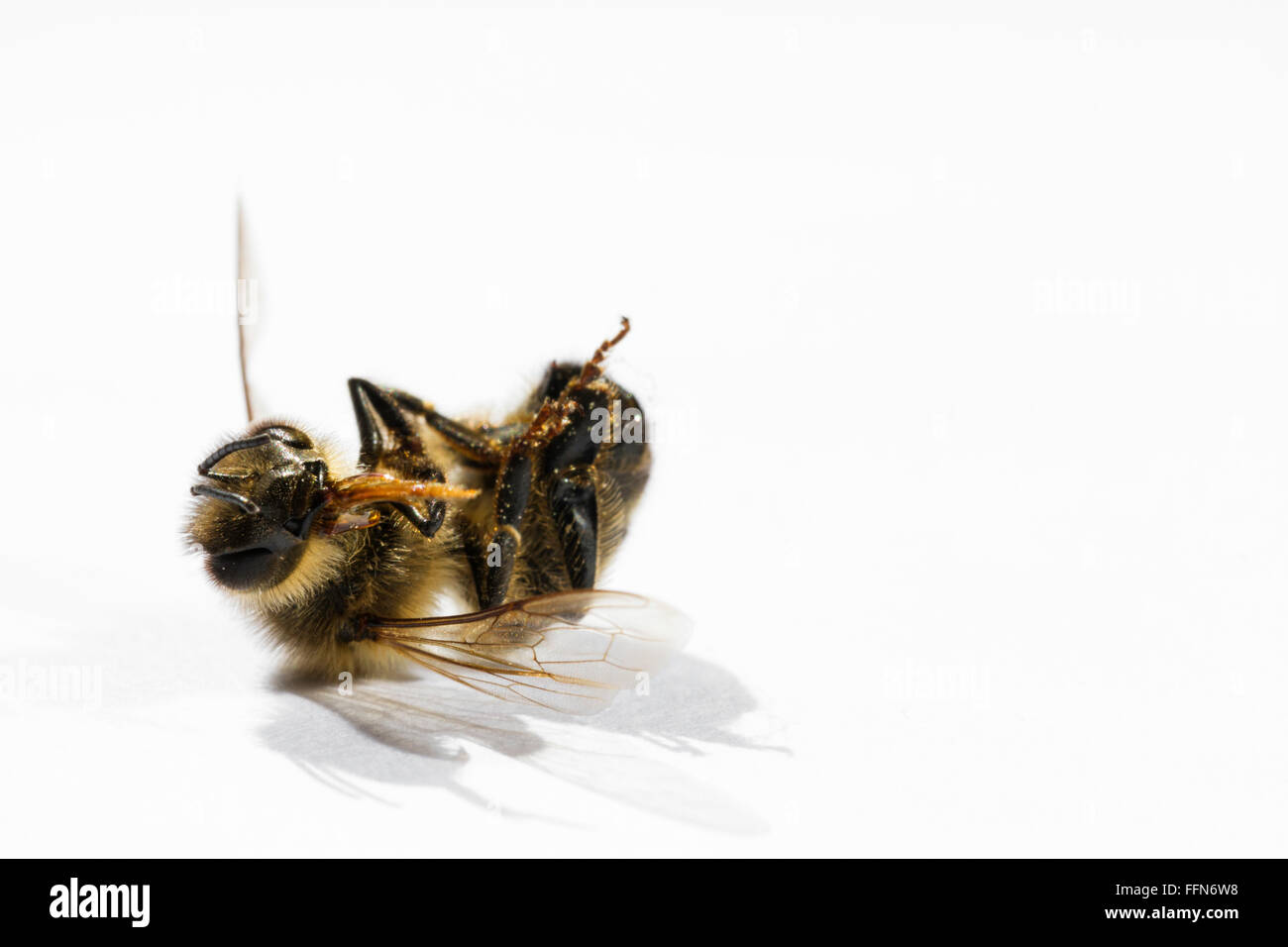 Morto il miele delle api su sfondo bianco Foto Stock