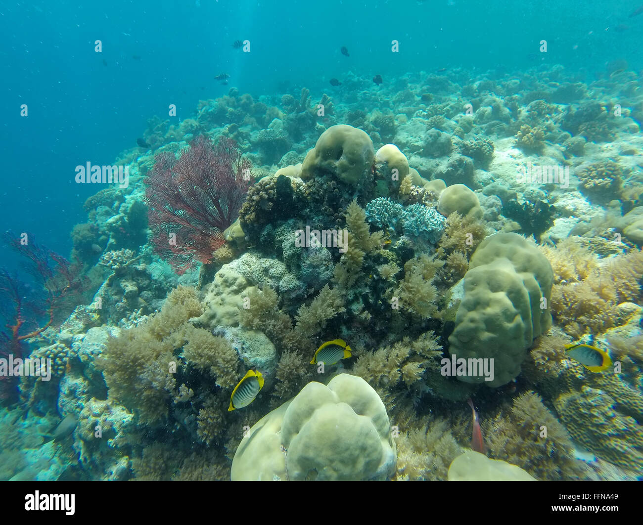 La vita marina, pesci, coralli marini sulla barriera corallina in Palau, Micronesia, Oceania Oceano Pacifico. Ecosistema naturale, natura, animali Foto Stock