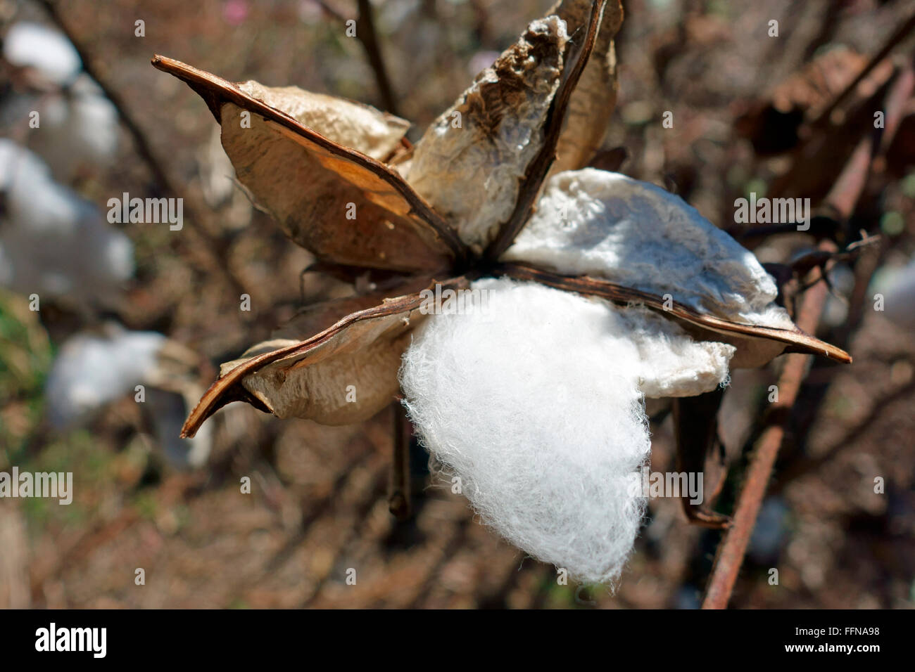 Un cotone boll su una pianta di cotone che cresce su un campo Foto Stock