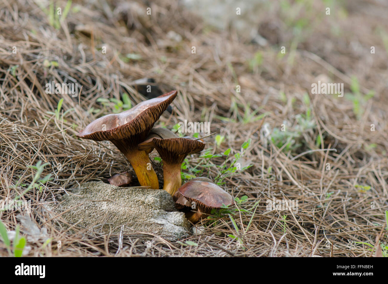 Brown slimecap, Chroogomphus rutilus, rame spike di funghi selvatici che crescono in foresta, Spagna. Foto Stock
