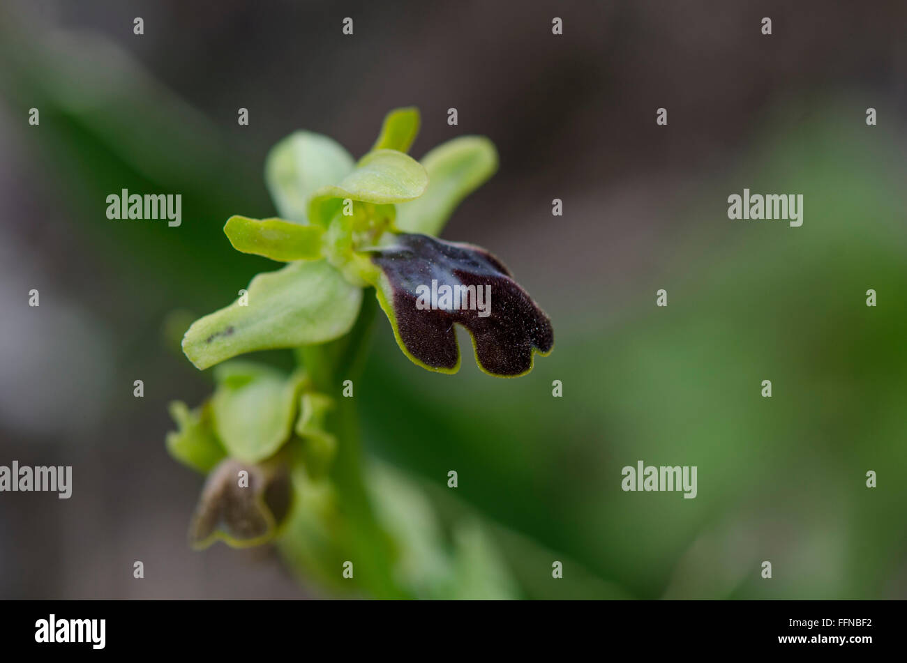 Cupo bee orchid, Ophrys fusca, Andalusia, Spagna meridionale. Foto Stock