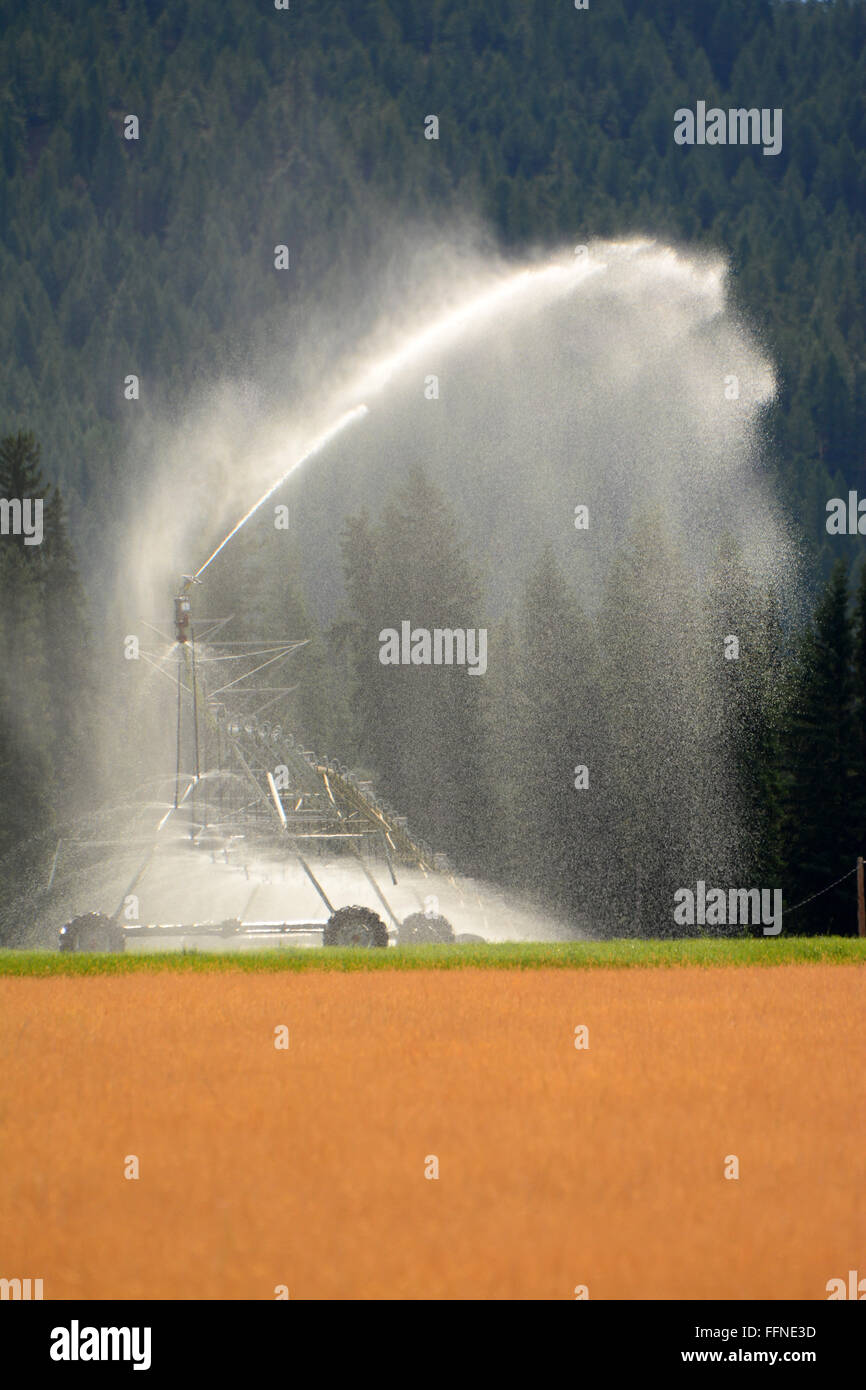 Irrigazione di campi, acqua canon Foto Stock
