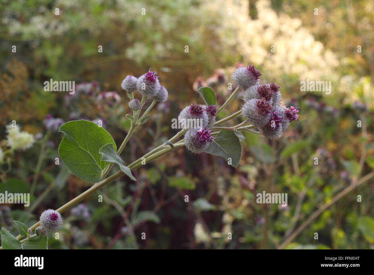 Un fiori di bardana e spine foto in diagonale Foto Stock