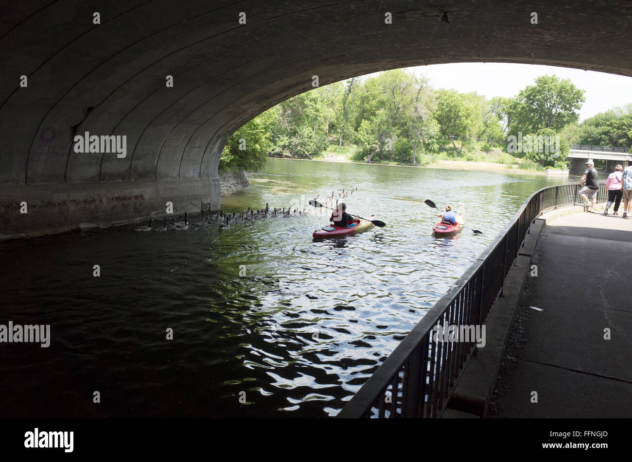 Branco di oche nuotare nel lago Calhoun ponte a destra accanto a due kayak. Minneapolis Minnesota MN USA Foto Stock