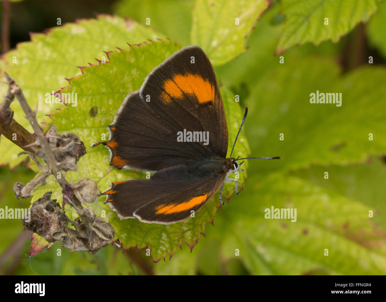 hairstreak marrone (Thecla betulae) farfalla femminile riposante con ali aperte su foglia verde di bramble, Regno Unito Foto Stock