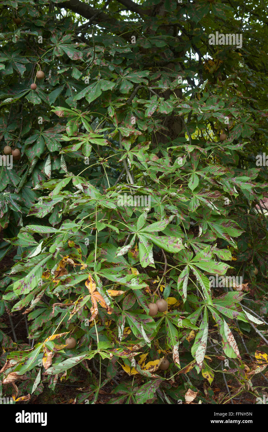 OHRIDELLA CAMERARIA IPPOCASTANO LEAF MINER INFETTARE AESCULUS TURBINATA cavallo giapponese di foglie di castagno Foto Stock