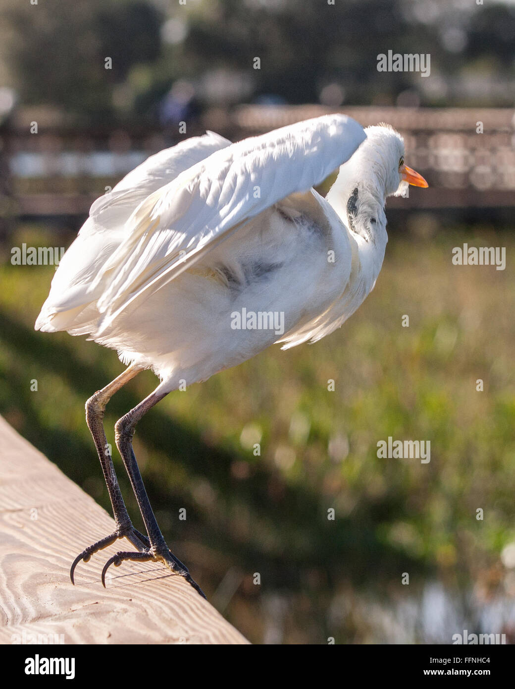 Gen 23, 2016 - Delray Beach, Palm Beach County, Stati Uniti - Un Airone guardabuoi (Bubulcus ibis), ali distese, in procinto di prendere il via in volo da una ringhiera boardwalk nei 50 acri (2,343 m) Wakodahatchee Zone umide in Delray Beach, Florida che offre opportunità per osservare gli uccelli nel loro habitat naturale. (Credito Immagine: © Arnold Drapkin via ZUMA filo) Foto Stock