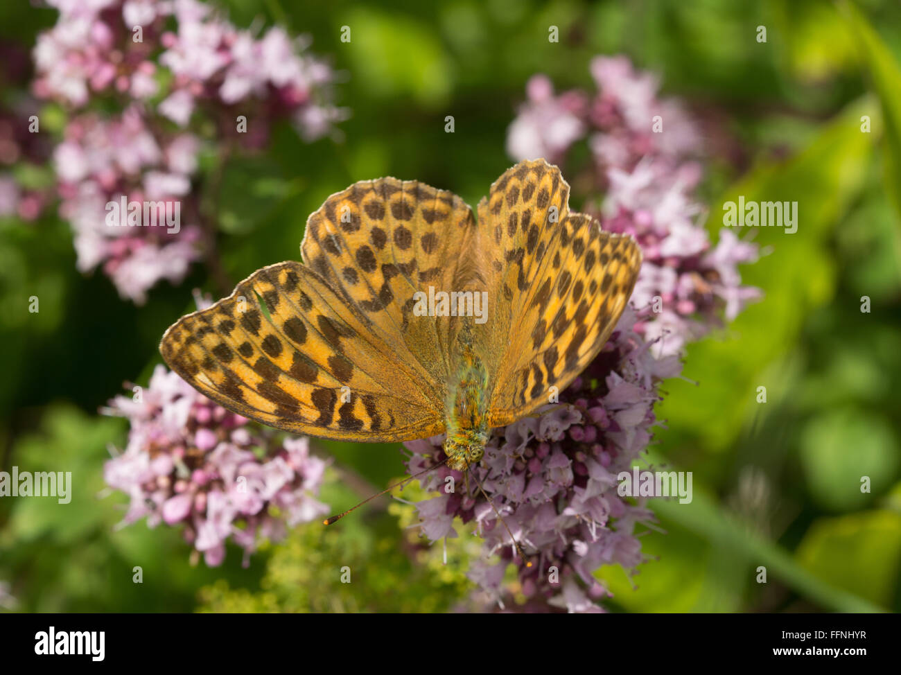 Argento-lavato fritillary butterfly (Argynnis paphia) su timo selvatico fiori, REGNO UNITO Foto Stock