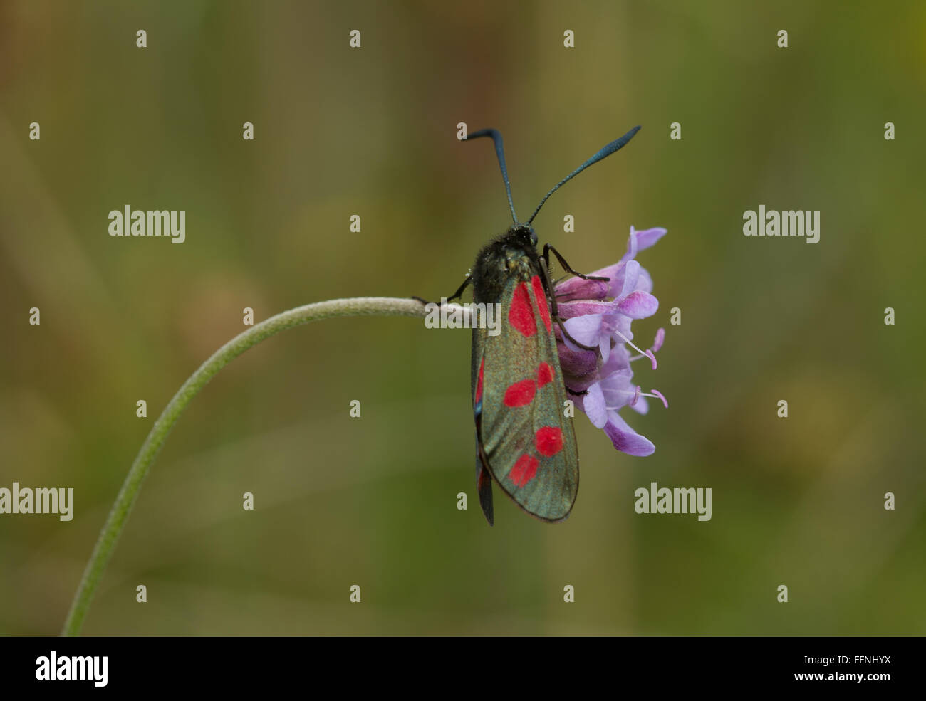 Sei-spot burnett Moth (Zygaena filipendulae) sul fiore poco scabioso del diavolo, Regno Unito Foto Stock