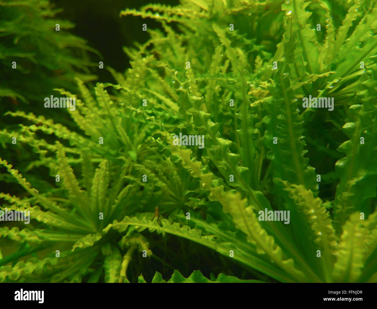 Acquario subacqueo flora dettagli con luce artificiale Foto Stock