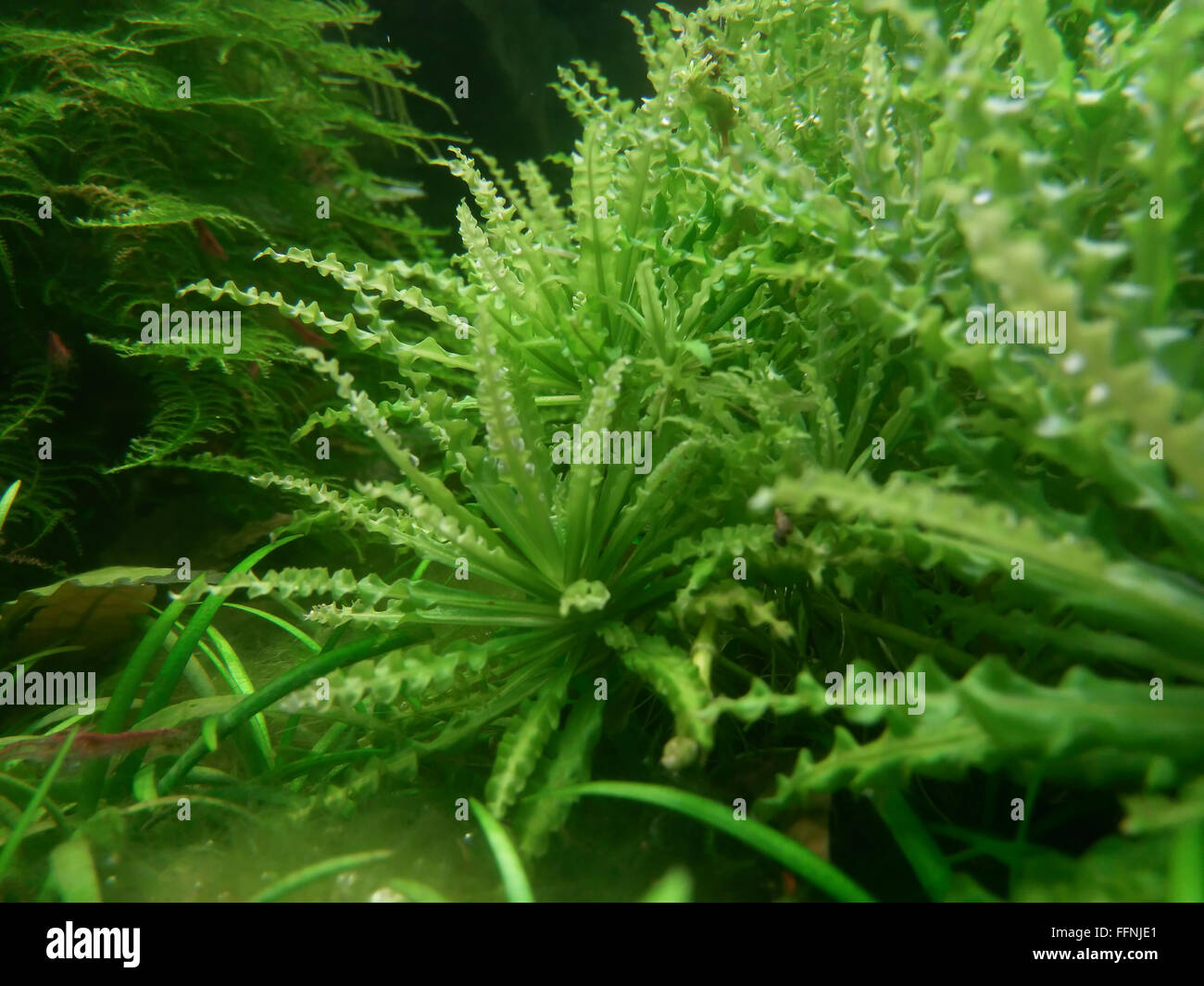 Acquario subacqueo flora dettagli con luce artificiale Foto Stock
