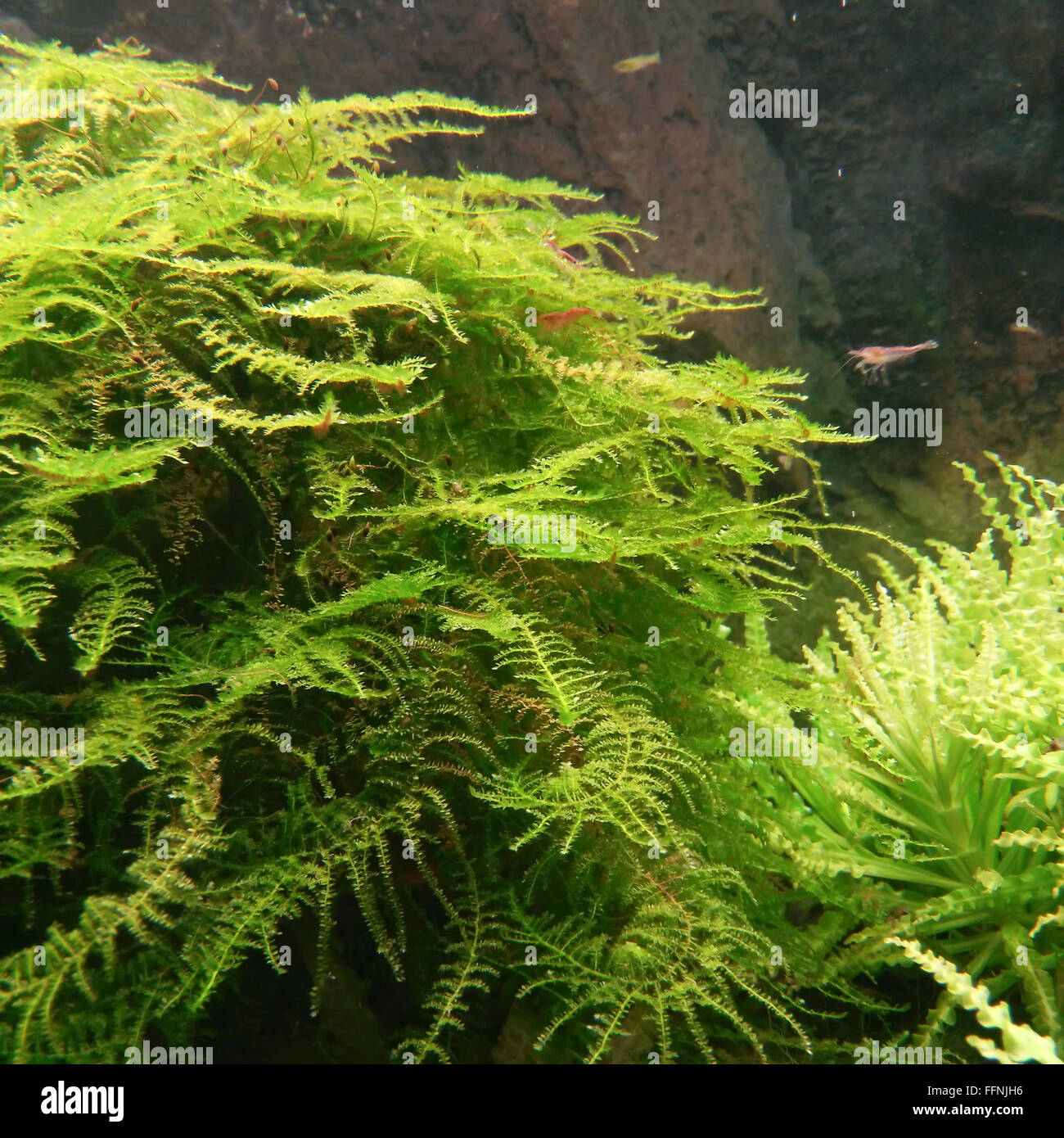 Acquario flora illuminata di sfondo Foto Stock