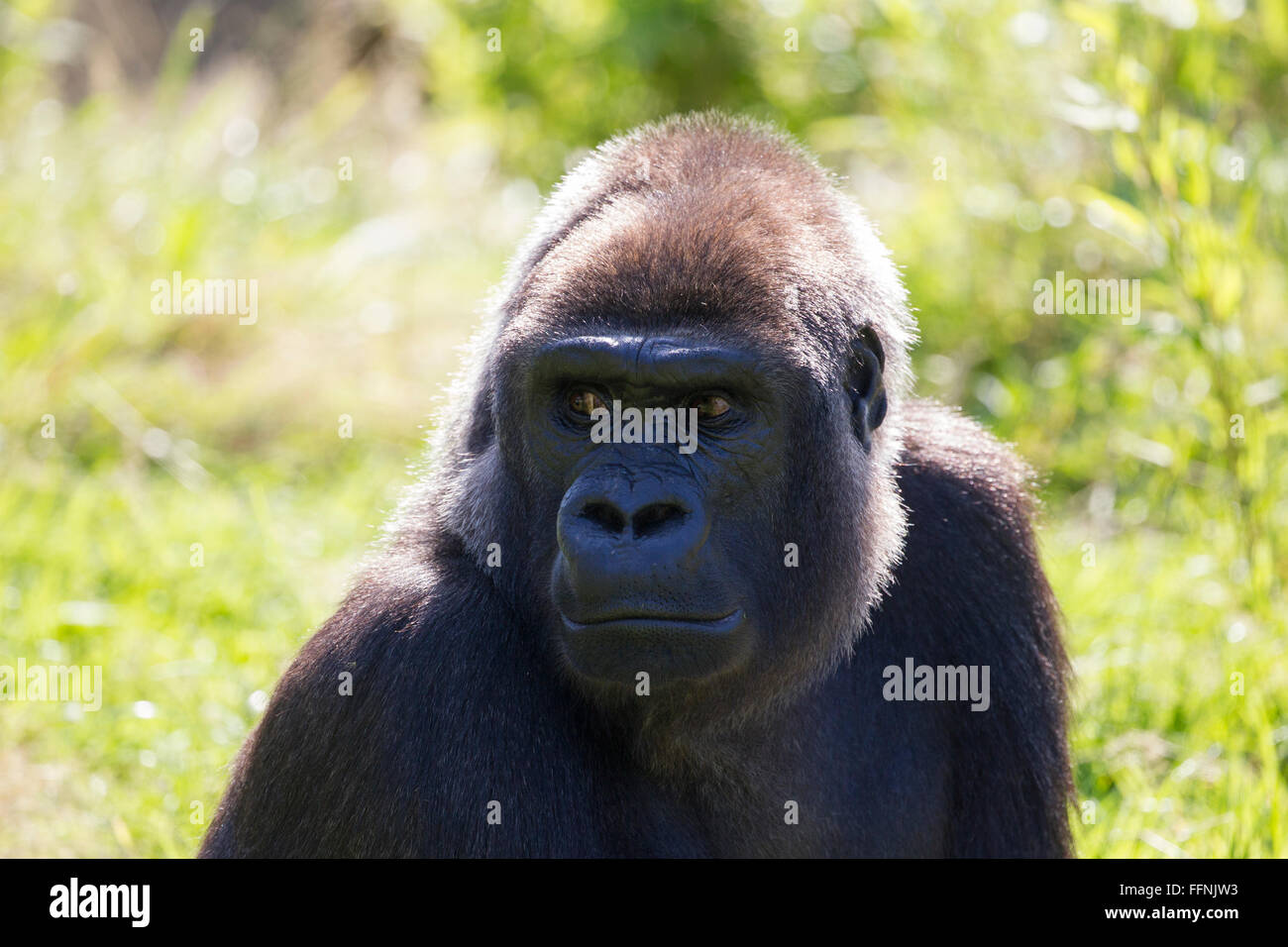 Durrell Wildlife Conservation Trust Foto Stock