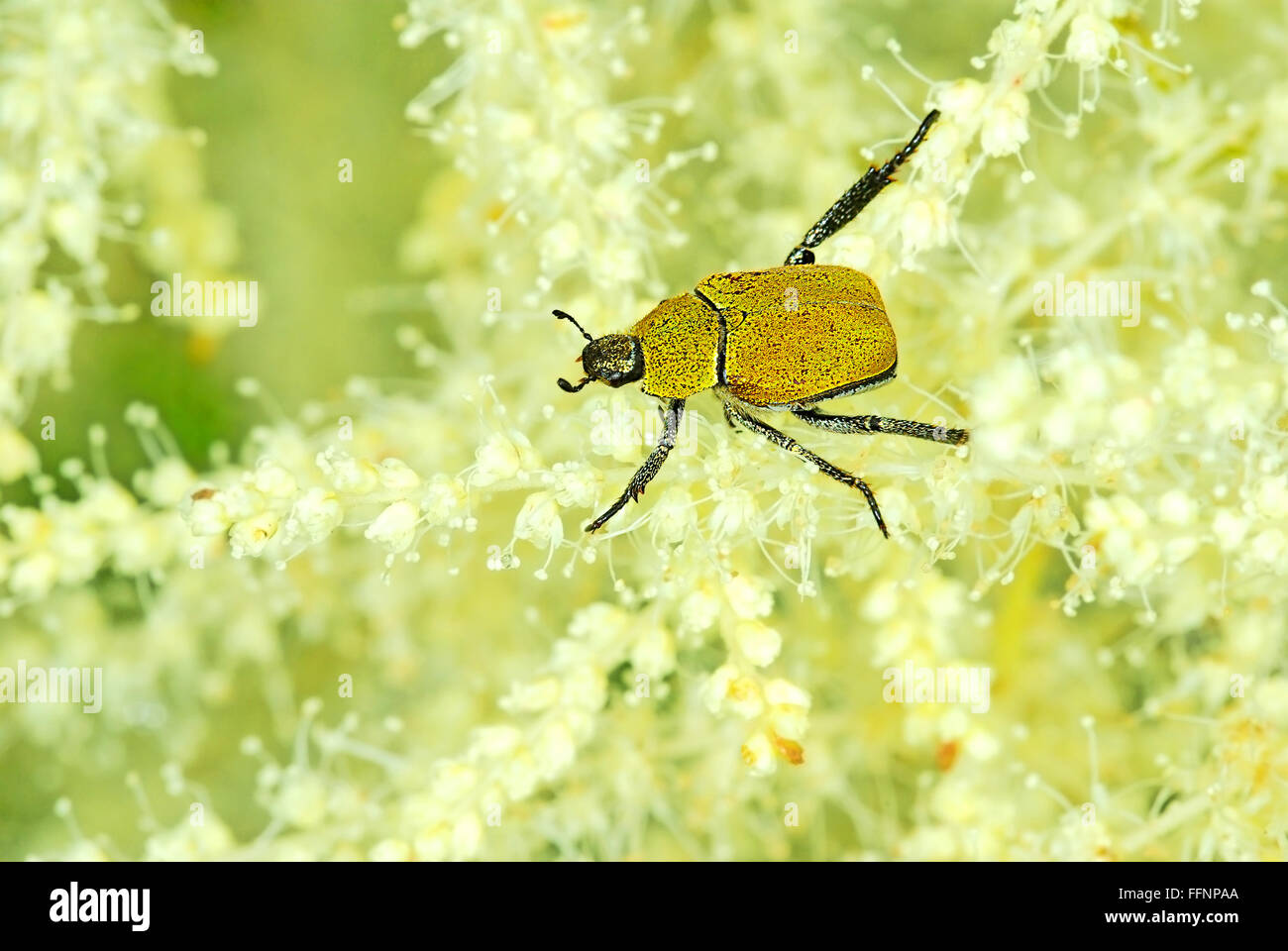 Hoplia argentea monkey beetle (Scarabaeidae) Foto Stock