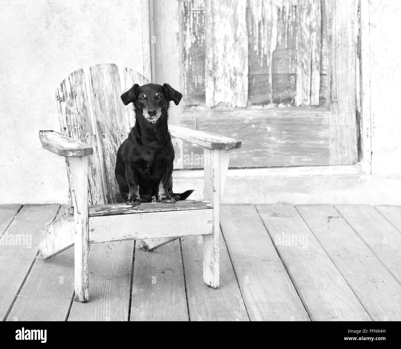 Felice anziani in miniatura cane bassotto si siede su un bianco invecchiato adirondack chair di vecchio fienile con peeling paint porta. Foto Stock