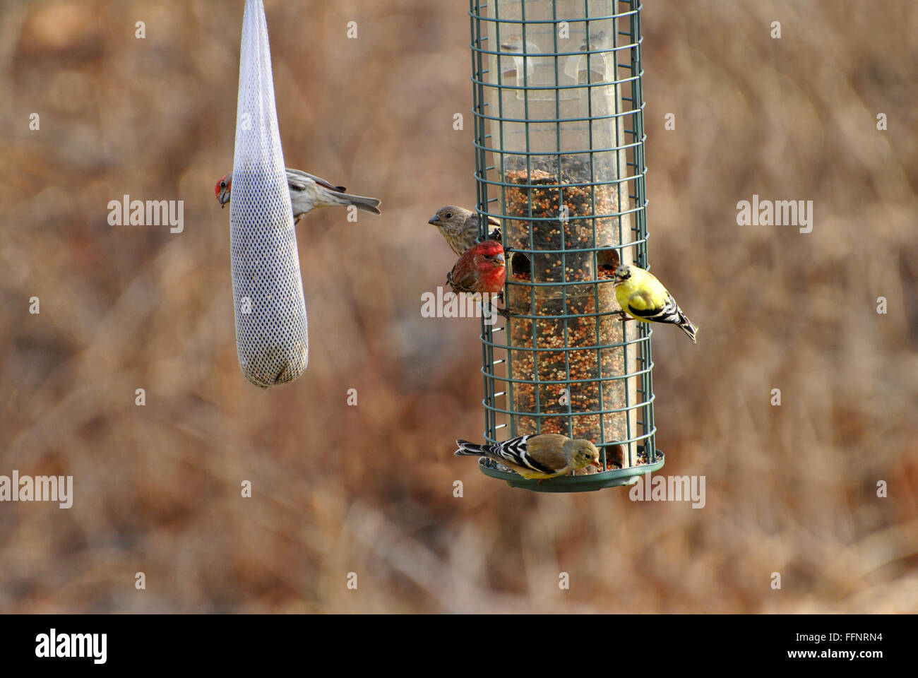 Occupato Bird Feeder in primavera Foto Stock