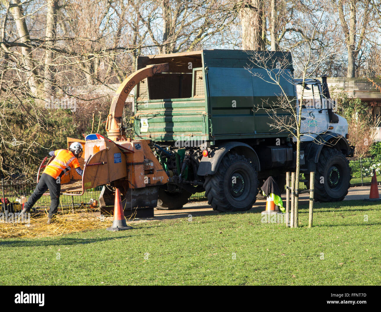 Triturazione di legno in un parco di Londra Foto Stock