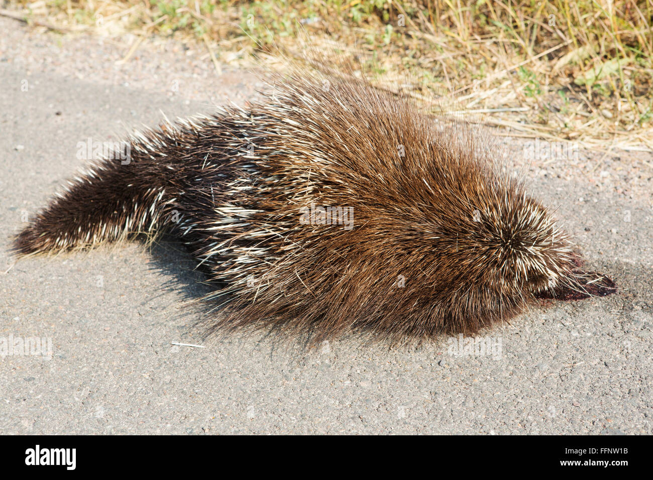 Roadkill in Nova Scotia, Canada. Un porcospino giace morto sulla strada. Foto Stock