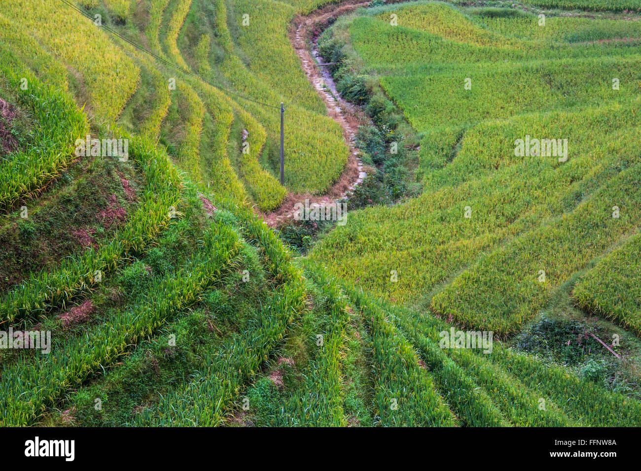 Spina dorsale del drago terrazze di riso. Longji. Cina Foto Stock