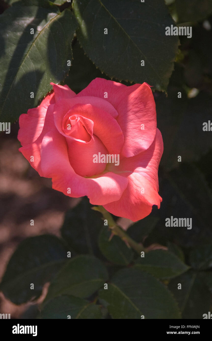 Rosa ,TOCCO DI CLASSE, ibrido rosa tea, rosa Foto Stock