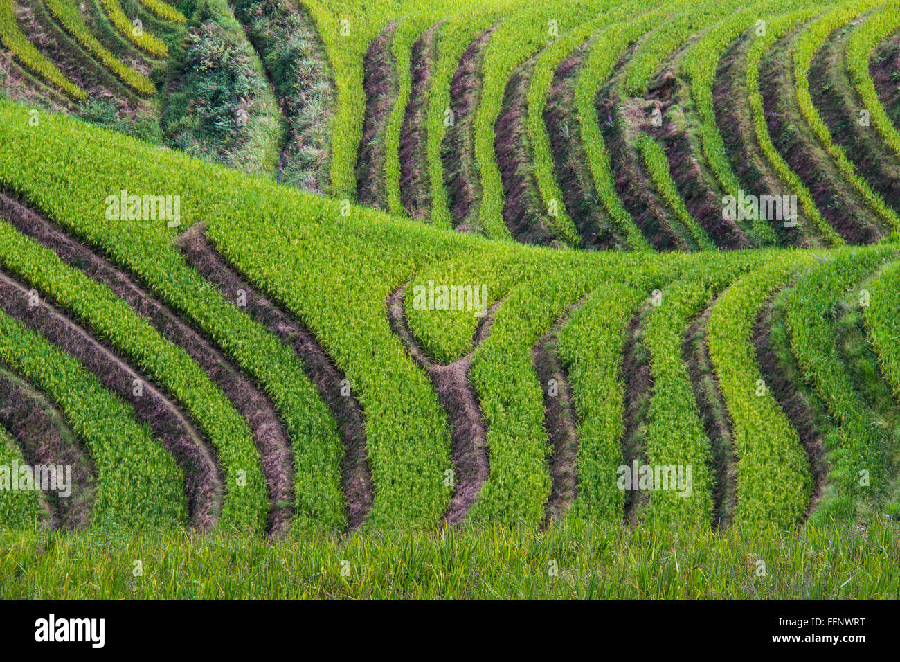 Artistico dorsale del drago terrazze di riso. Longji. Cina Foto Stock