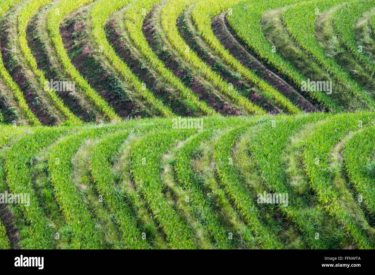 Artistico dorsale del drago terrazze di riso. Longji. Cina Foto Stock