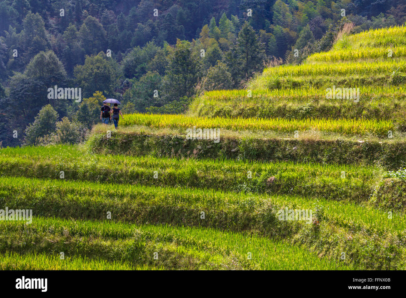 Un giovane a piedi nella spina dorsale del drago terrazze di riso. Longji. Cina Foto Stock