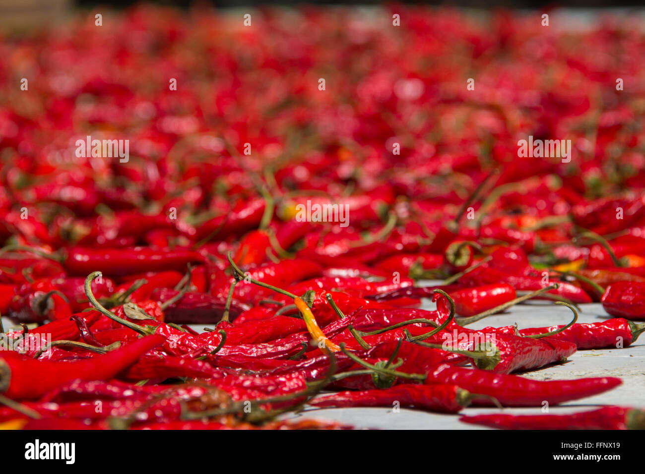Peperoncino rosso nella spina dorsale del drago terrazze di riso. Cina. Foto Stock