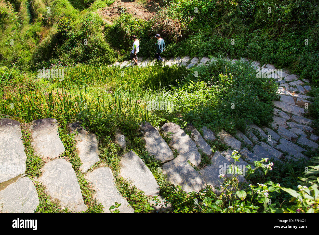 Scale di pietra a spina dorsale del drago terrazze di riso. Longji. Cina Foto Stock
