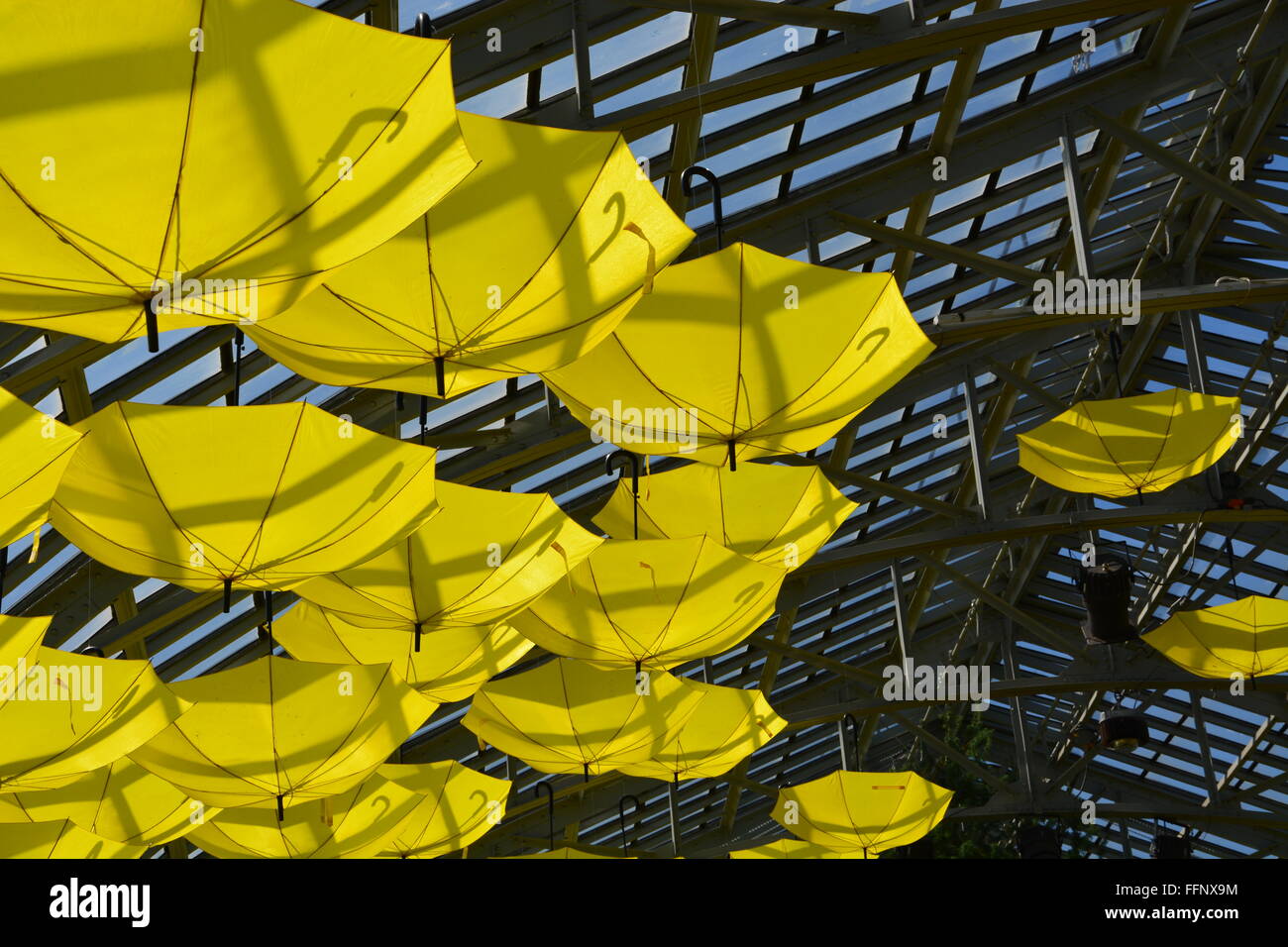 Ombrelli gialli appesi al soffitto durante la primavera 2015 flower show all'garfield park conservatory in Chicago. Foto Stock