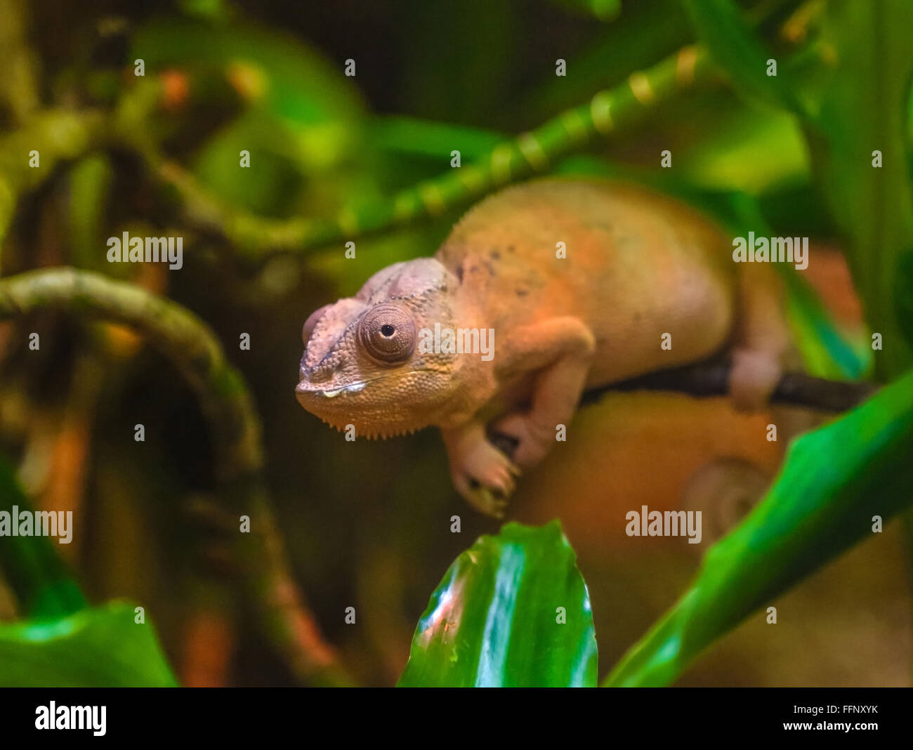 Orange Chameleon in foglie verdi Foto Stock