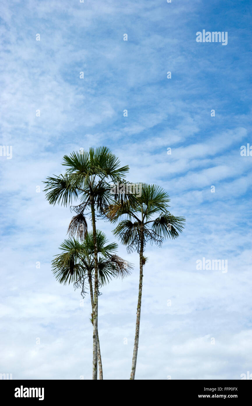 Palm Tees contro il cielo blu Foto Stock