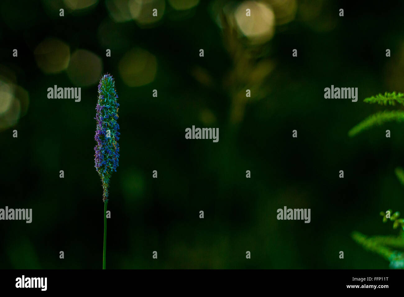 Unico di gambi di fleolo gatti-coda di phleum pratense selvaggio fiore sul bellissimo panorama naturale sfondo bokeh di fondo Foto Stock