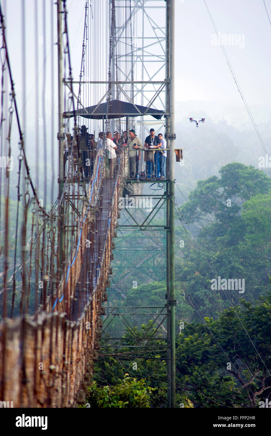 Tettoia sopra Amazzonia Foresta correva in Ecuador Foto Stock